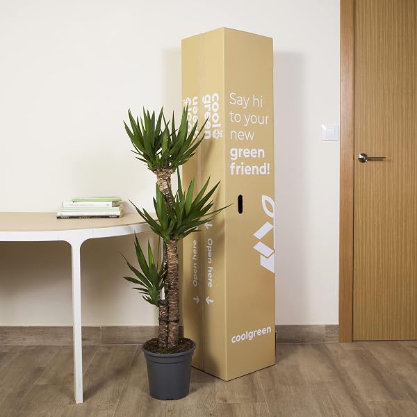 Cool Green - Decoracion hogar - Yuca Grande - Plantas naturales interior - 4