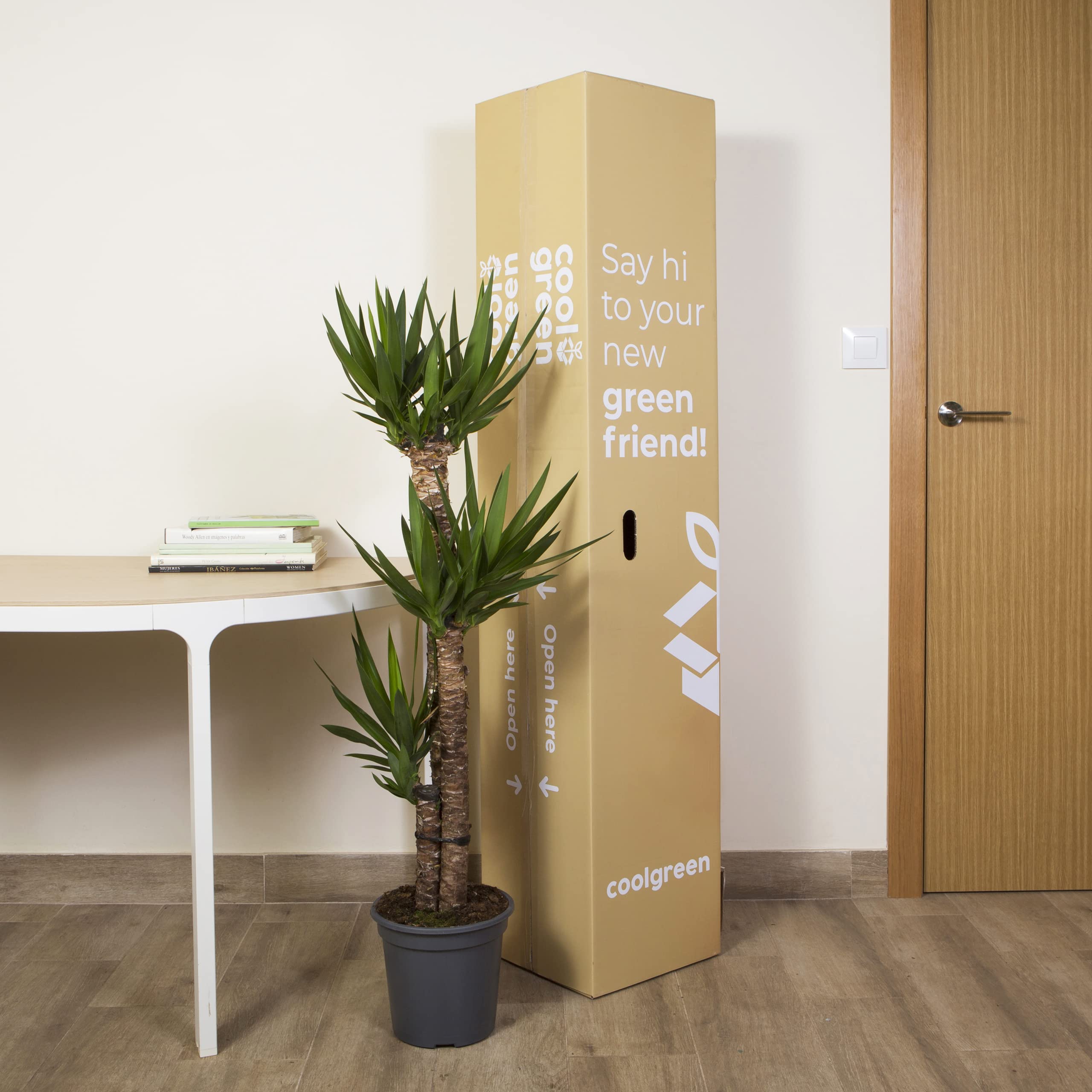 Cool Green - Decoracion hogar - Yuca Grande - Plantas naturales interior — view 4