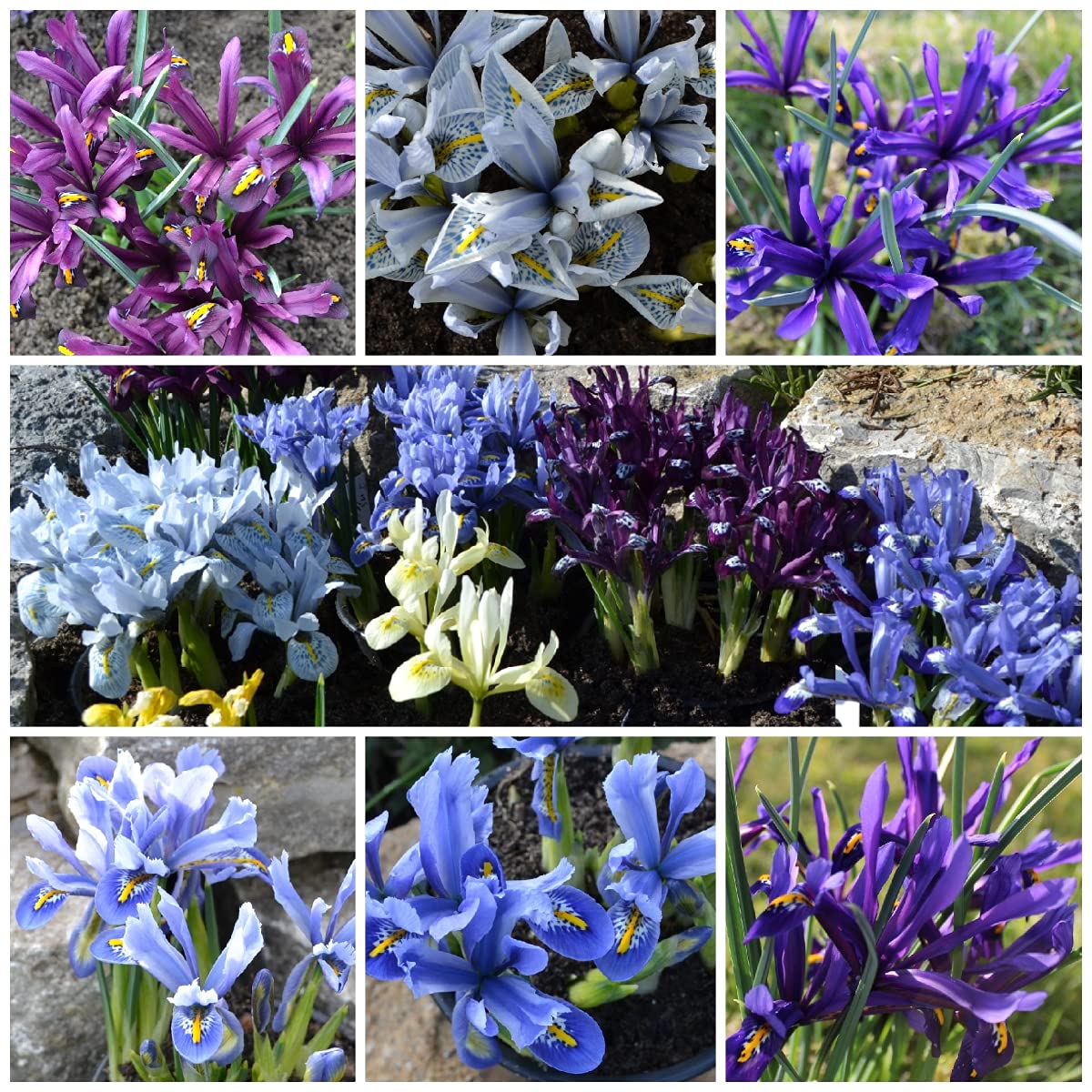 300 Blumenzwiebel bunte Mischung Tulpen Narzissen Krokus Muscari Allium mehrjährig winterhart
