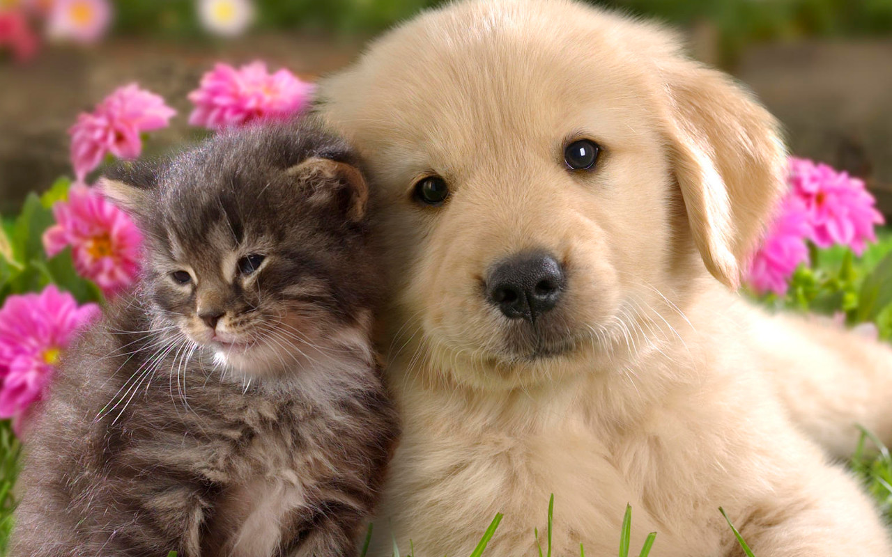 Dog Jigsaw PuzzlesAmazon.co.ukAppstore for Android