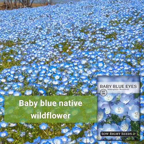 Miniatura 3 de Sow Right Seeds - Semillas de flores Baby Blue Eyes para plantar - Hermosas flores para plantar en el jardín de tu hogar - En interiores o