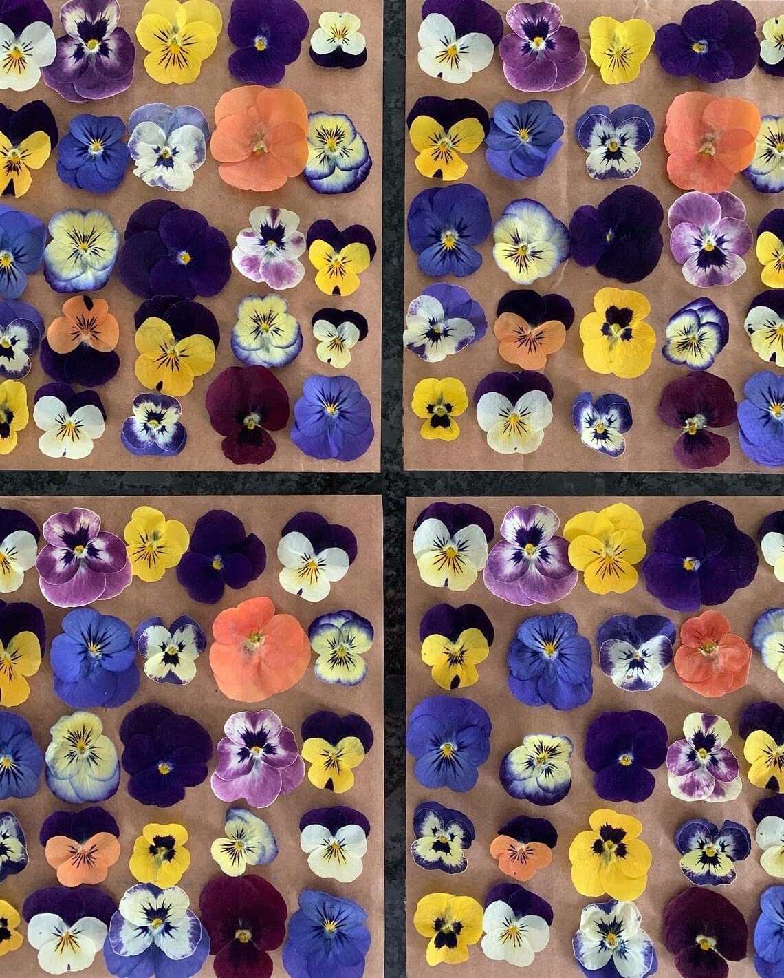 Pressed Violas Dried Violas Edible Flowers Pressed Flowers for Art, Crafts