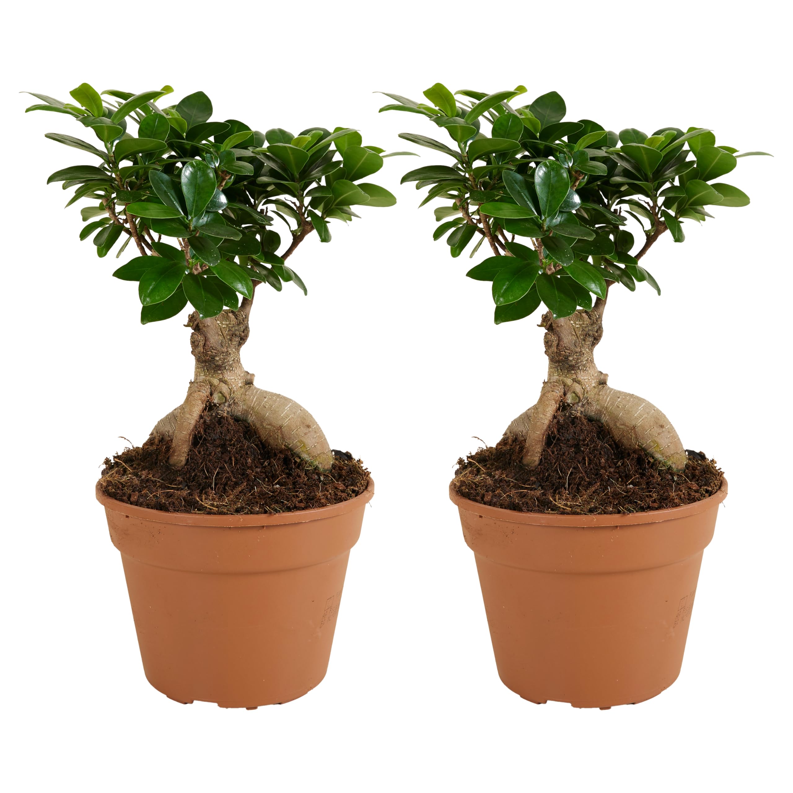 Bloomique - Set di 2 - Ficus ginseng - Bonsai - Pianta da interno - Purifica l’aria - Facile da curare - Alte 30-40 cm - Vaso 17 cm
