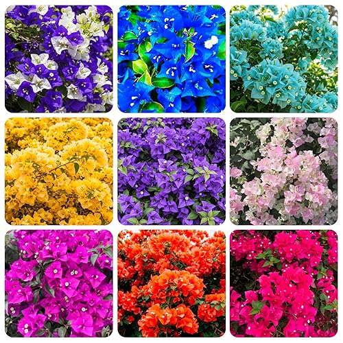 200+ Perennial Bougainvillea Seeds for Planting Outdoors-Ornamental Landscaping Garden Beauties