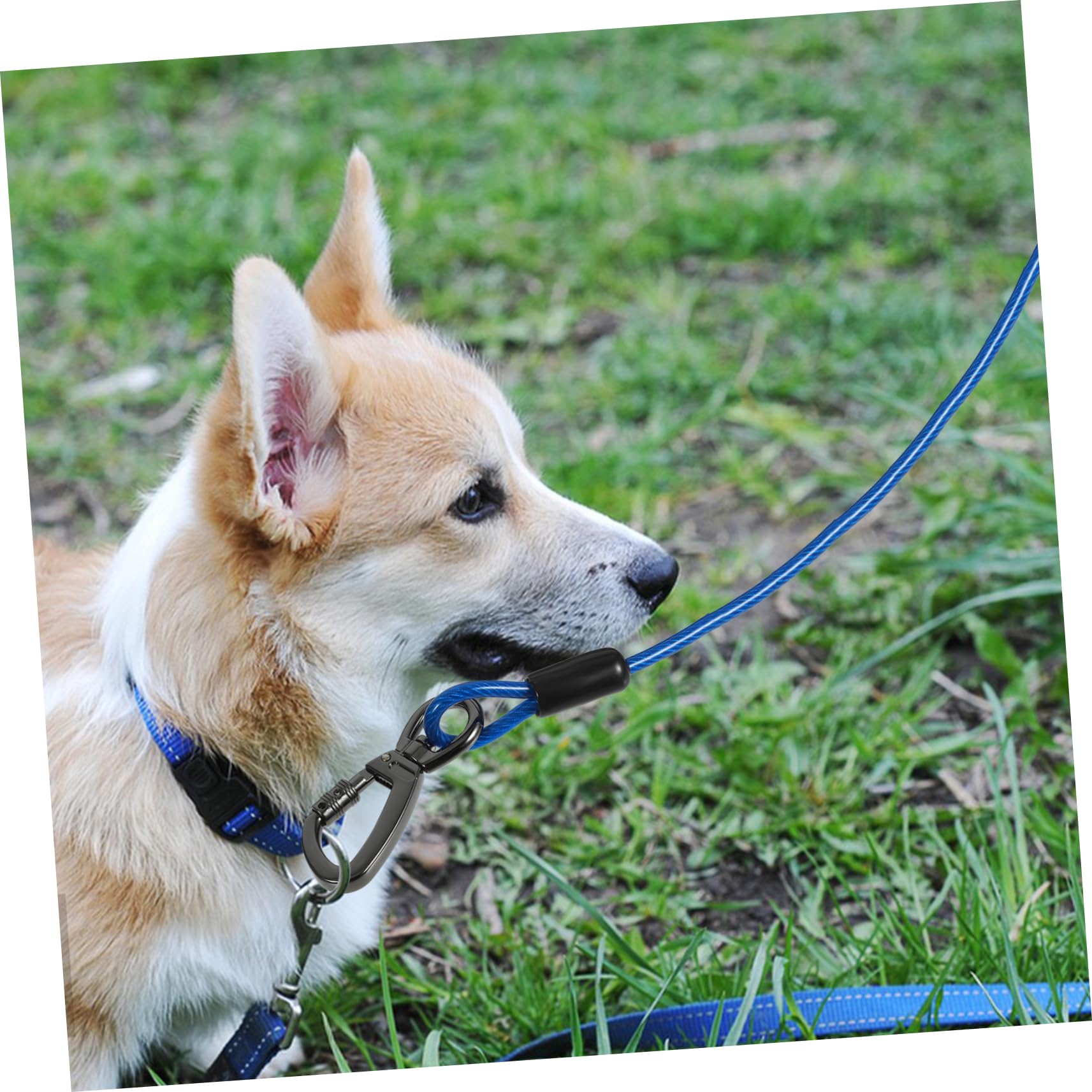 Guinzaglio Addestramento Cane Corda in Filo D'acciaio Blu | Doppio Aggancio in Lega di Zinco, Rivestimento Pvc, Leggero e Delicato sulla Pelle