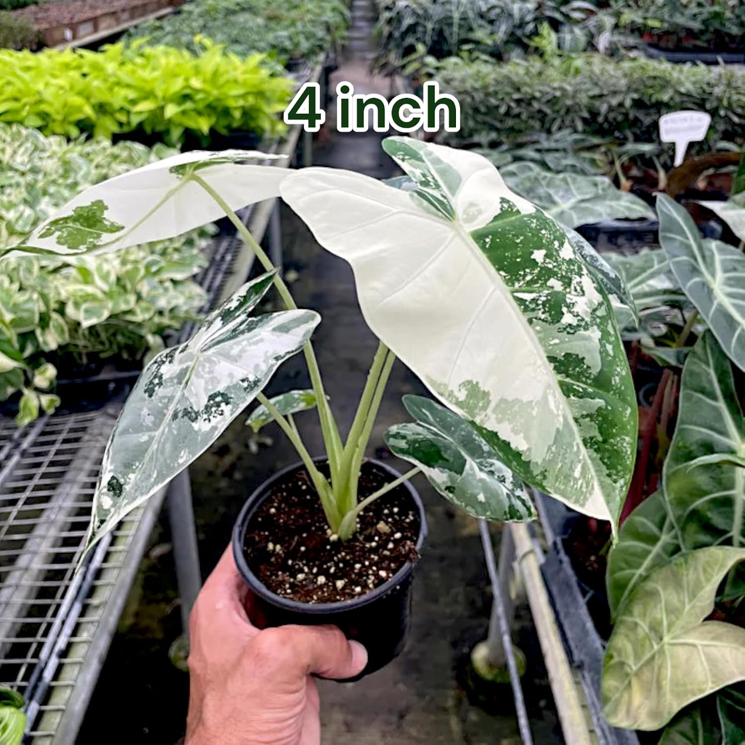 4' Rare Alocasia Micholitziana Frydek Variegated – Rare Green Velvet Elephant Ear Plant – Arrowhead Foliage
