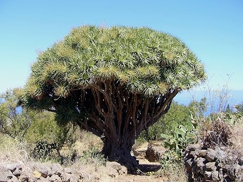 Miniatura 4 de 10 semillas de sangre de dragón, semillas de árbol de dragón, 10 semillas (Dracaena Draco subsp. Draco) - Paquete de 10 semillas raras y viables -