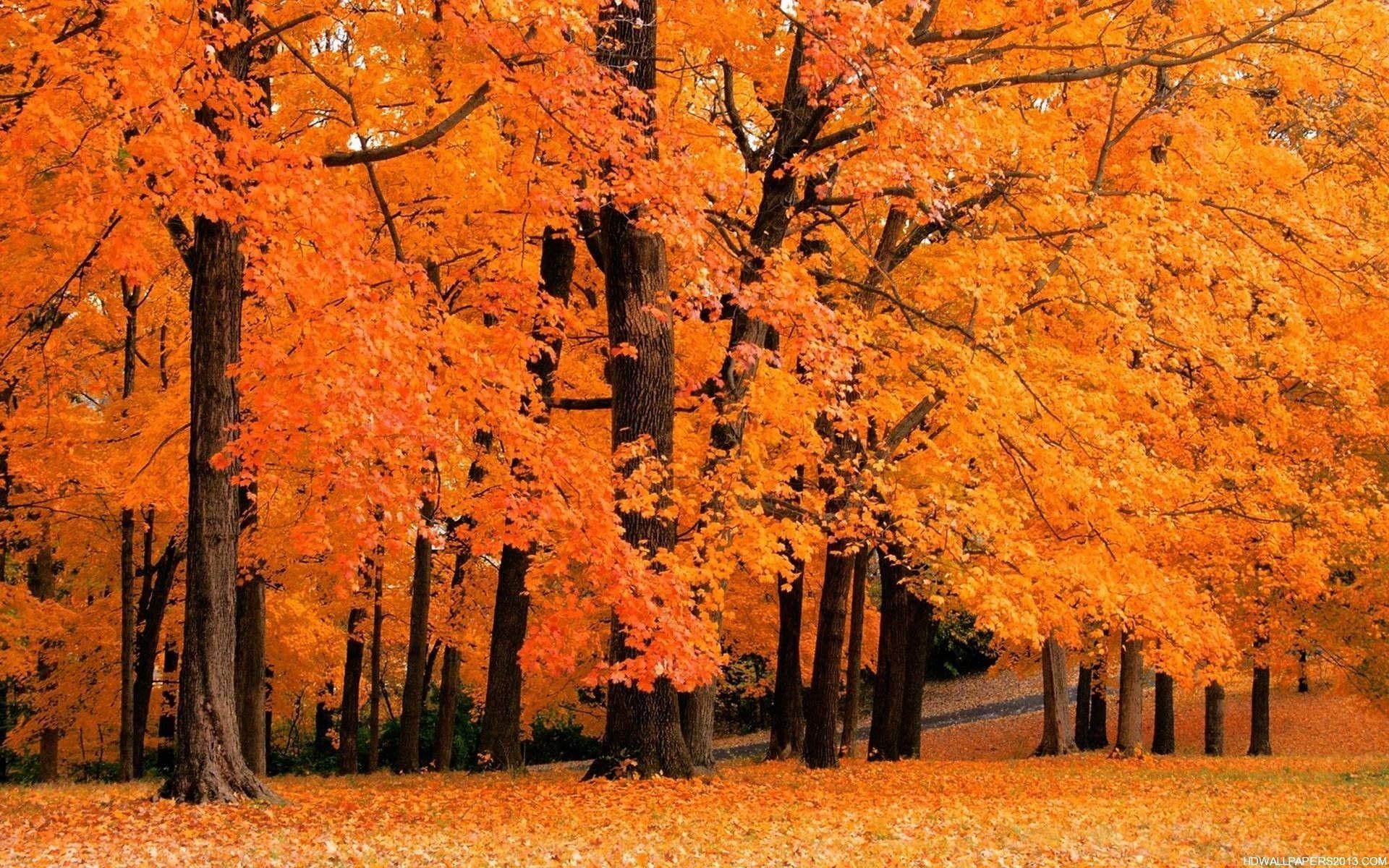 Imágenes De Otoño Para Fondos De
