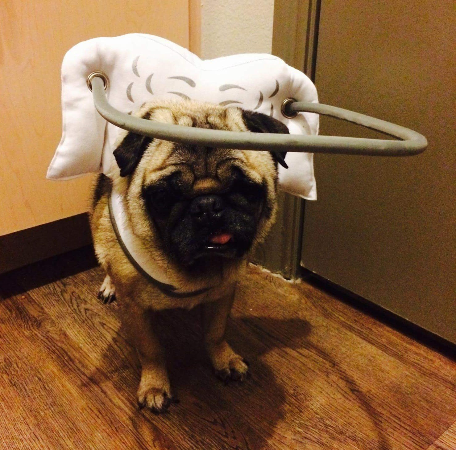 Buy Muffin’s Halo Blind Dog Harness Guide Device Help for Blind Dogs to Avoid Accidents