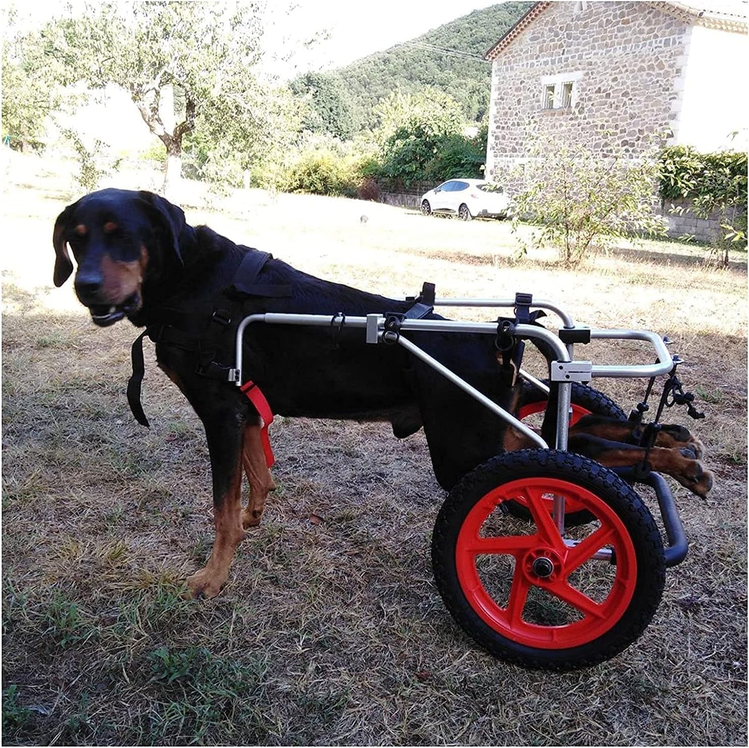 Silla de ruedas para perros: el andador asistido para volver a correr juntos de nuevo