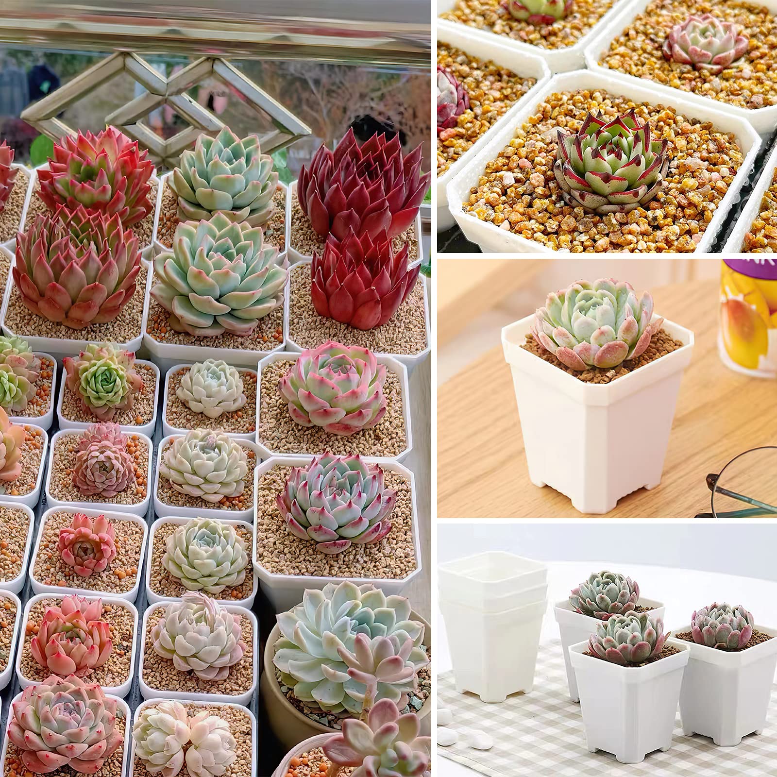 Set 66 Vasi Per Piante Con Sottovaso 7 Cm | Mini Vasi Colorati In Plastica Per Semi, Grasso E Cactus, Con Etichette