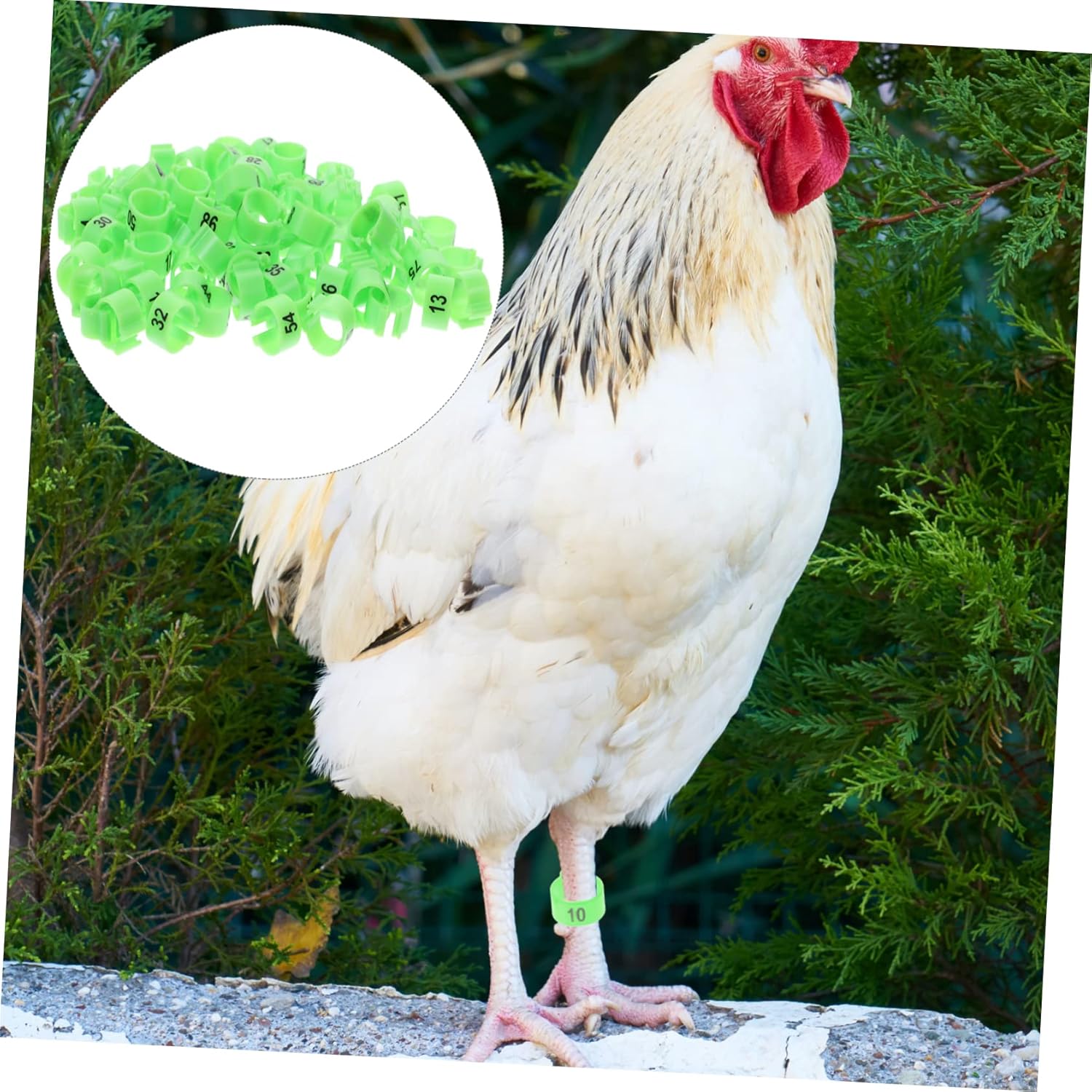 300 Pcs Green Plastic Bird Leg Bands for Pigeons, Chickens, and Quails - Reusable Poultry Identification Rings