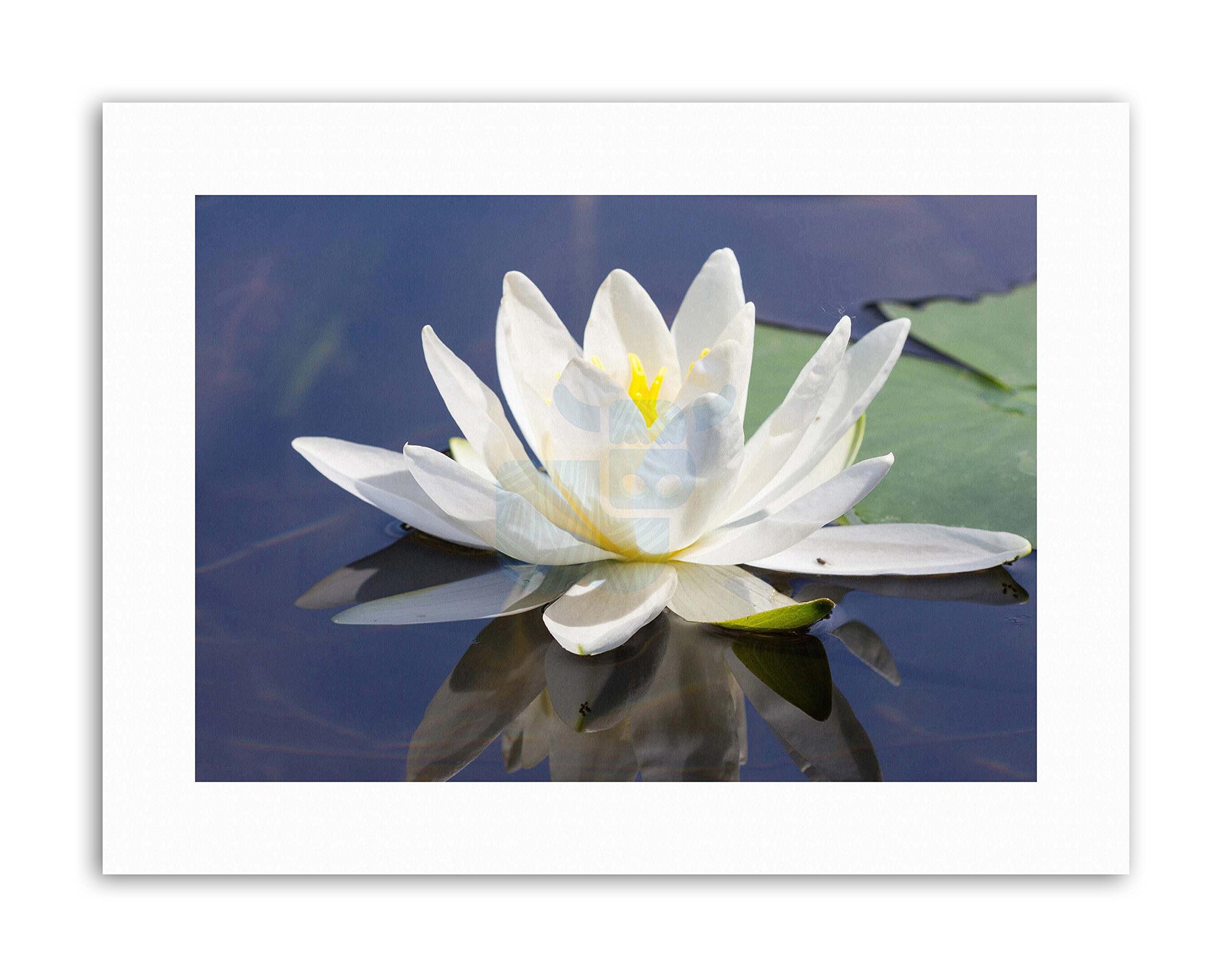 Wee Blue Coo Water Lily Flower Bloom Mount Picture Canvas Art Print