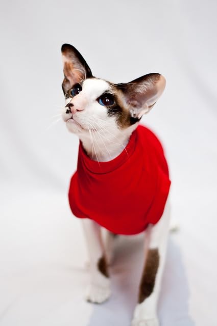 Foto 6 de 8 de Ropa Jersey Cuello Alto Winter in Red Sphynx Gatito Cálido Invierno (XS)