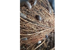 30 Live Isopods - The Perfect Clean Up Crew for Your Terrarium Ecosystem