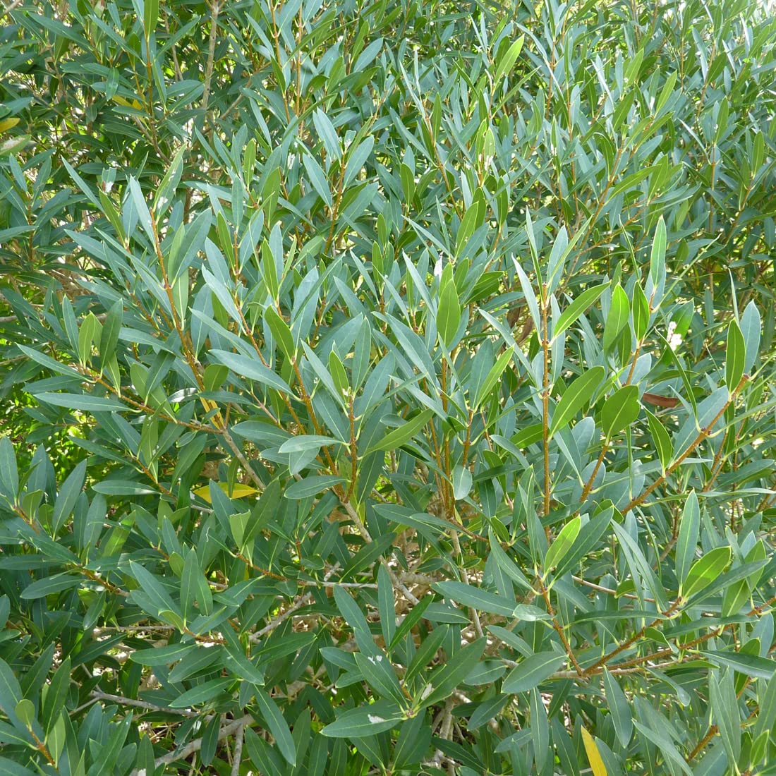 Fillirea 40–50 cm Vaso – Phillyrea angustifolia – Arbusto sempreverde mediterraneo