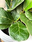 Review Image by AmazonVisitor