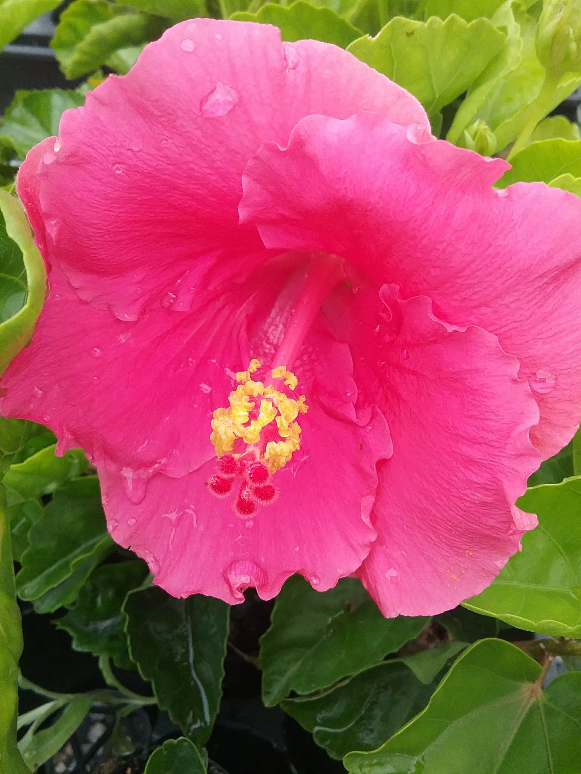 Gwen Mary Hibiscus Plant
