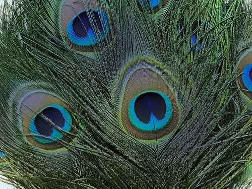 Vista 6 de Moonlight Feather 50 Pieces - 10-12" Turquoise Blue Dyed Over Natural Peacock Tail Eye Wholesale Feathers (Bulk) for Halloween and Wedding in Bulk