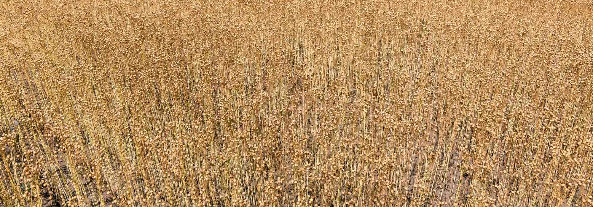 HYDROPLANETE Paillis de Lin 12kg 120L Naturel sans Graine Anti Mauvaises Herbes Rétention Eau Thermorégulation pH Neutre Potager