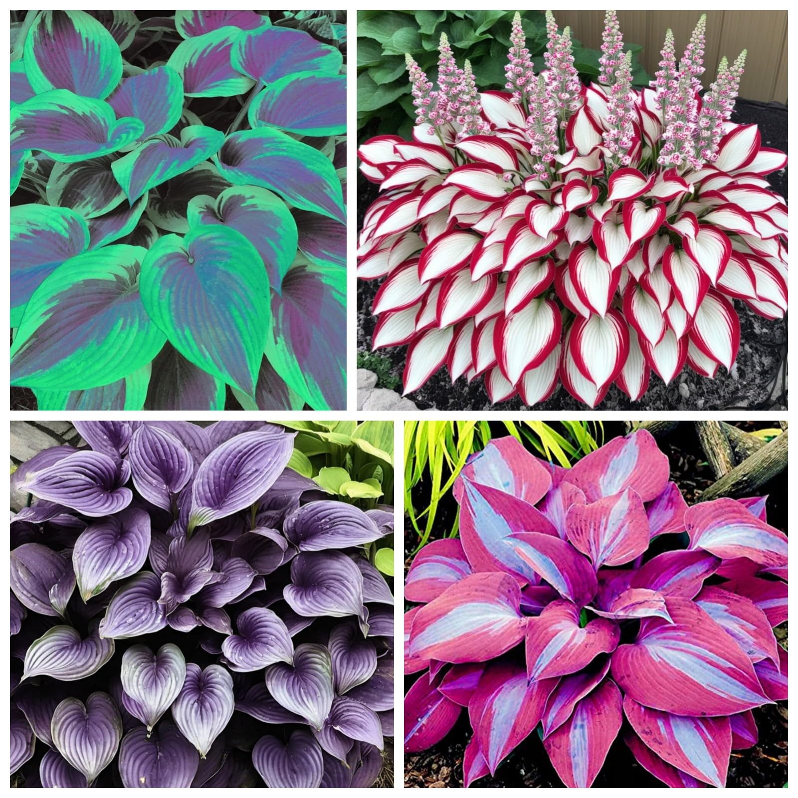 Perennial, Ornamental Flowers, Hosta Bulbs Live, Hosta Plants for Sale, Easy Plant, Wedding Flowers, 15bulbs-k
