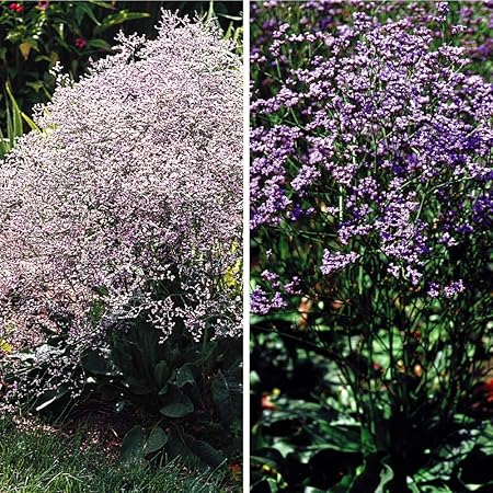 Amazon 国華園 種 花たね 宿根スターチスセット 2種2袋 21年春商品 花