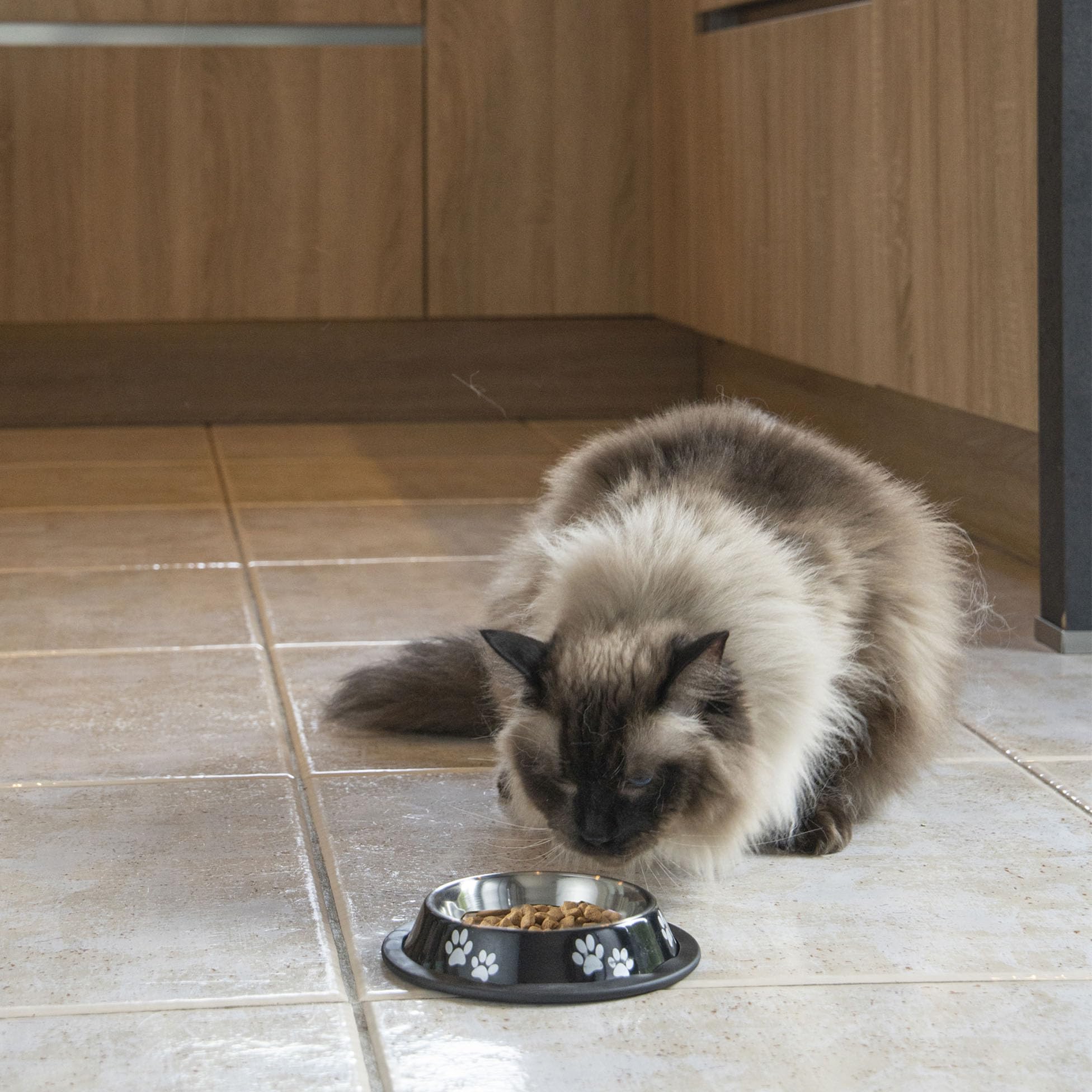 Stainless Steel Bowl with Non-Slip Paws Design Diameter 15.5/11 cm Glossy Black - Image 3