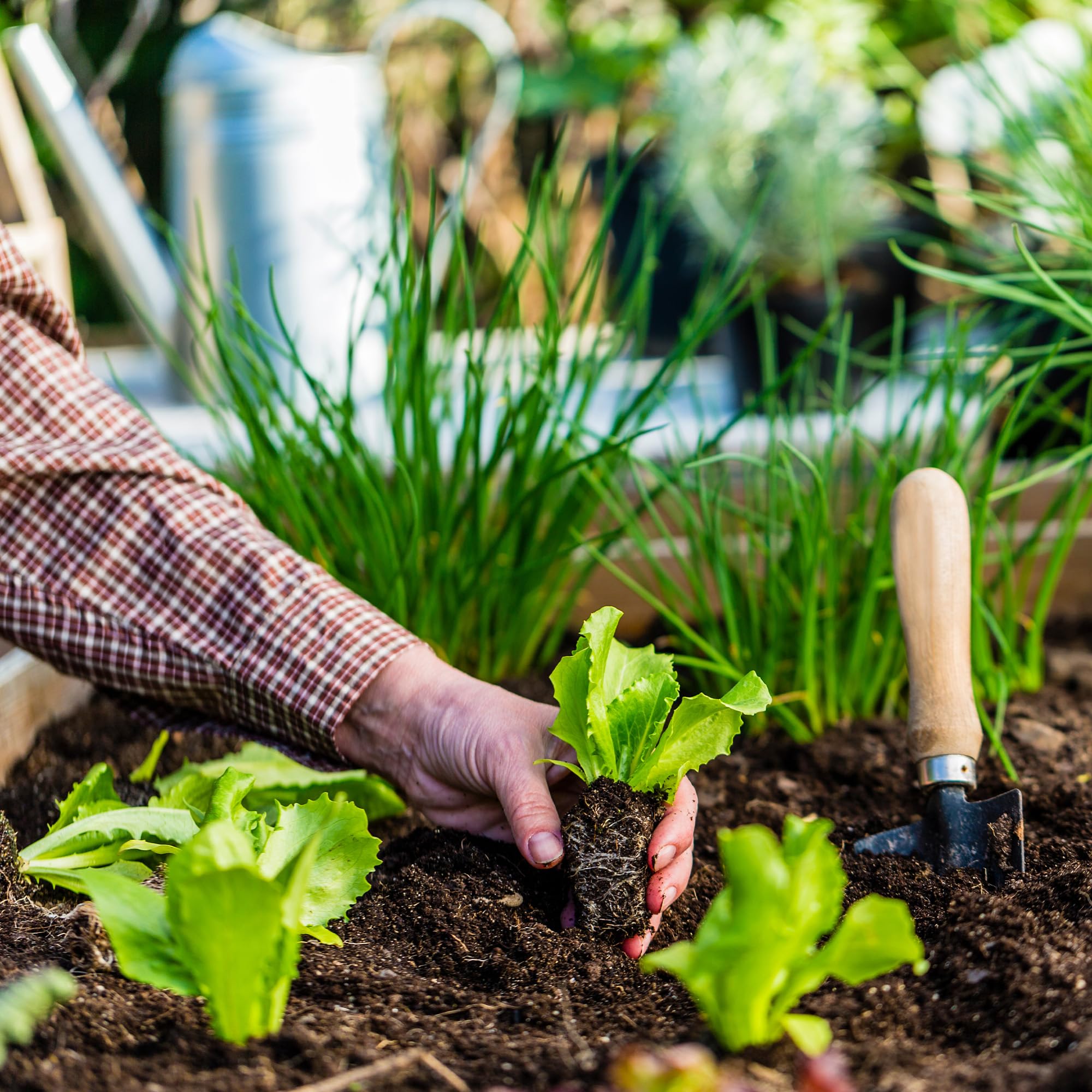KADAX Tierra de Diatomeas 20 kg para Jardín, Polvo Fino Natural, Activador de Suelo para Tierras Sanas, Crecimiento de Plantas & Protección Natural contra Plagas