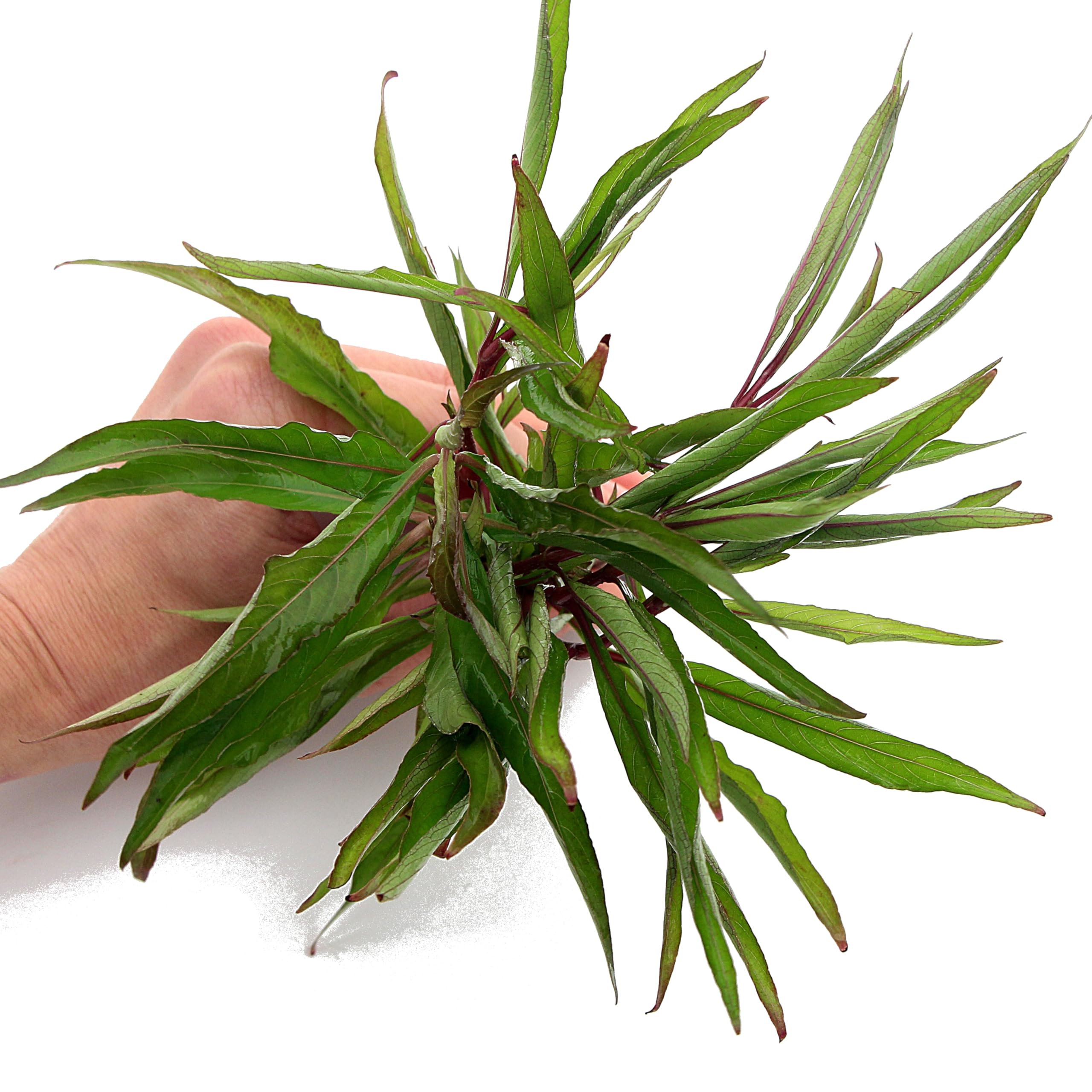 K2AQUA Hygrophila Siamensis Live Aquarium Plant Large Stem Freshwater Tropical Easy Care Low Maintenance Background