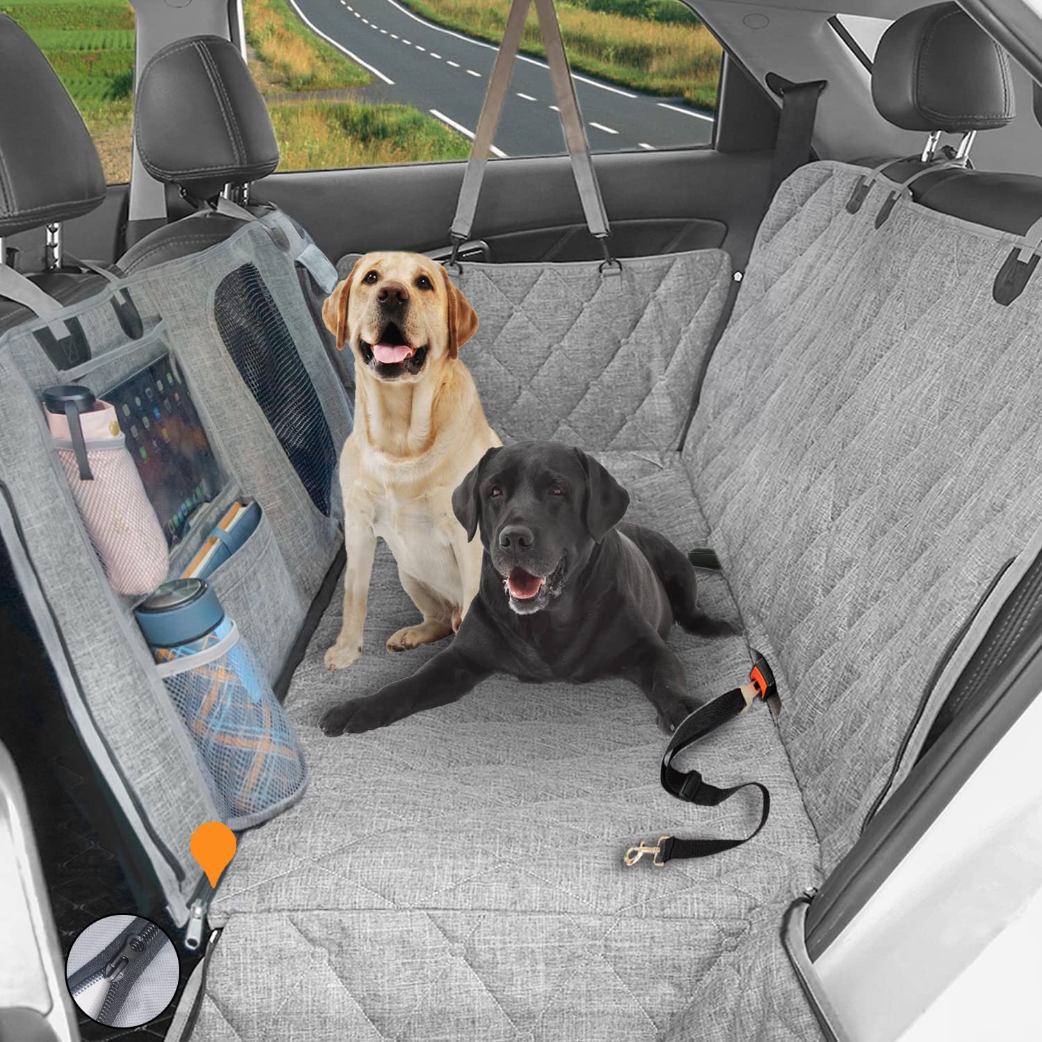 Why Dogs Scratch Their Back