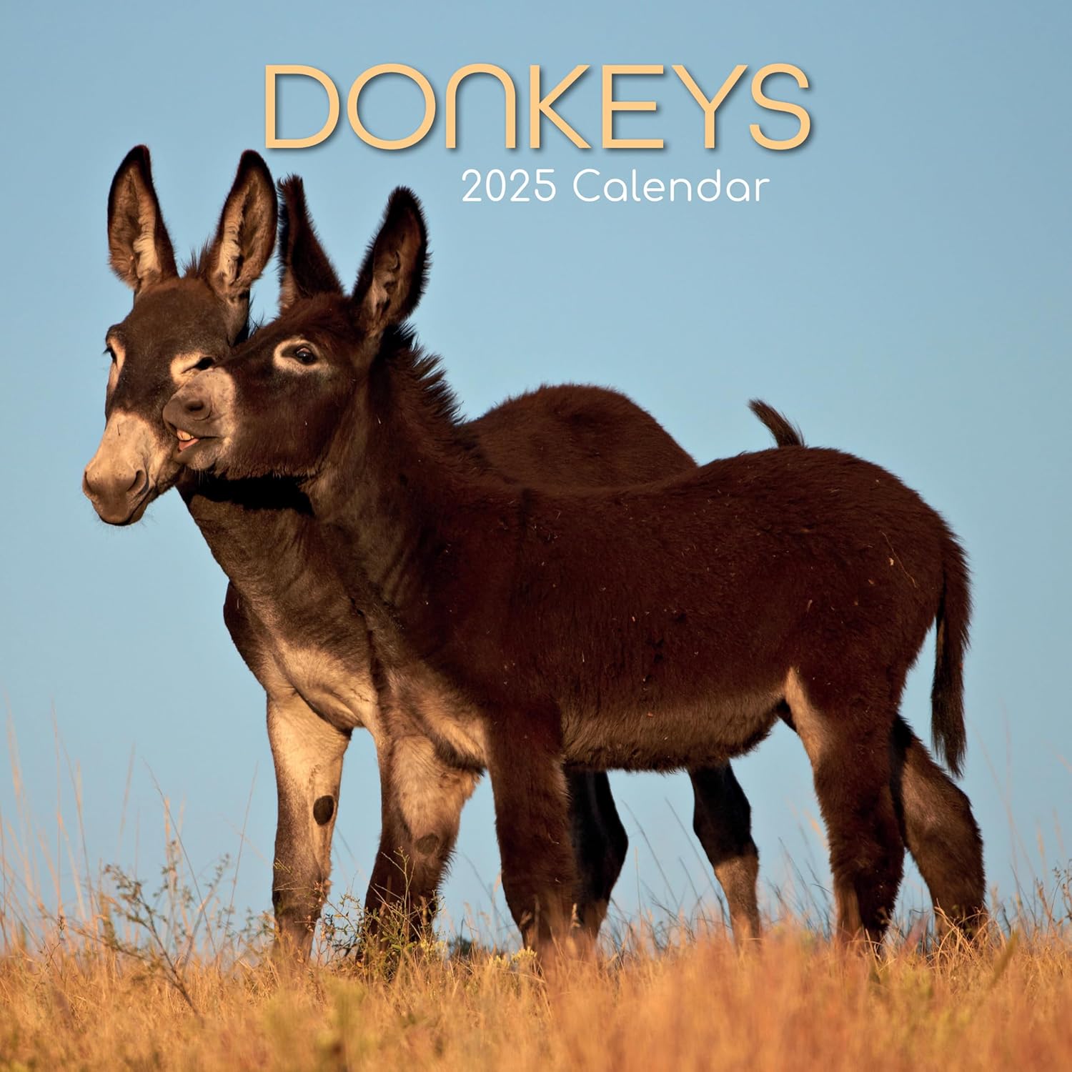 Amazon Com The Gifted Stationary 2025 Square Wall Calendar Donkeys AC SL1500
