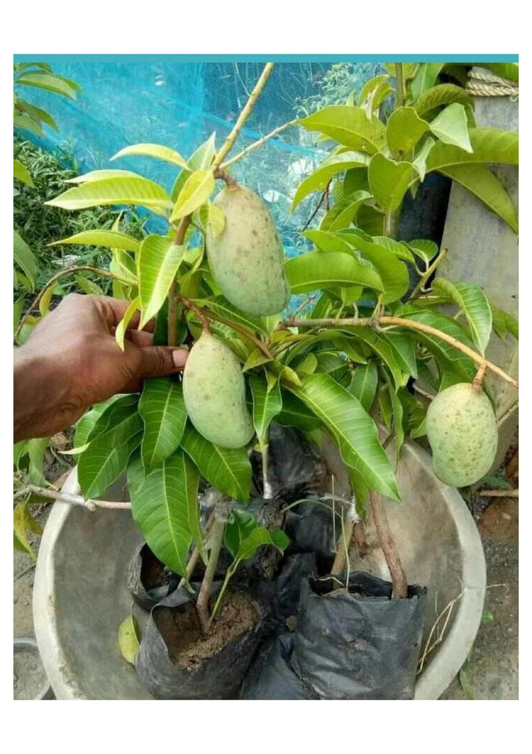 See full amazon price history chart for "All Time Mango Grafted Plant | Thailand Baramasi Mango Tree | Year-Round Fruit Bearing Live Plant for Home & Garden | Healthy & High Yielding" "All Time Mango Grafted Plant | Thailand Baramasi Mango Tree | Year-Round Fruit Bearing Live Plant for Home & Garden | Healthy & High Yielding" (B0CQFG74DP) Amazon Price History, Amazon Price Tracker