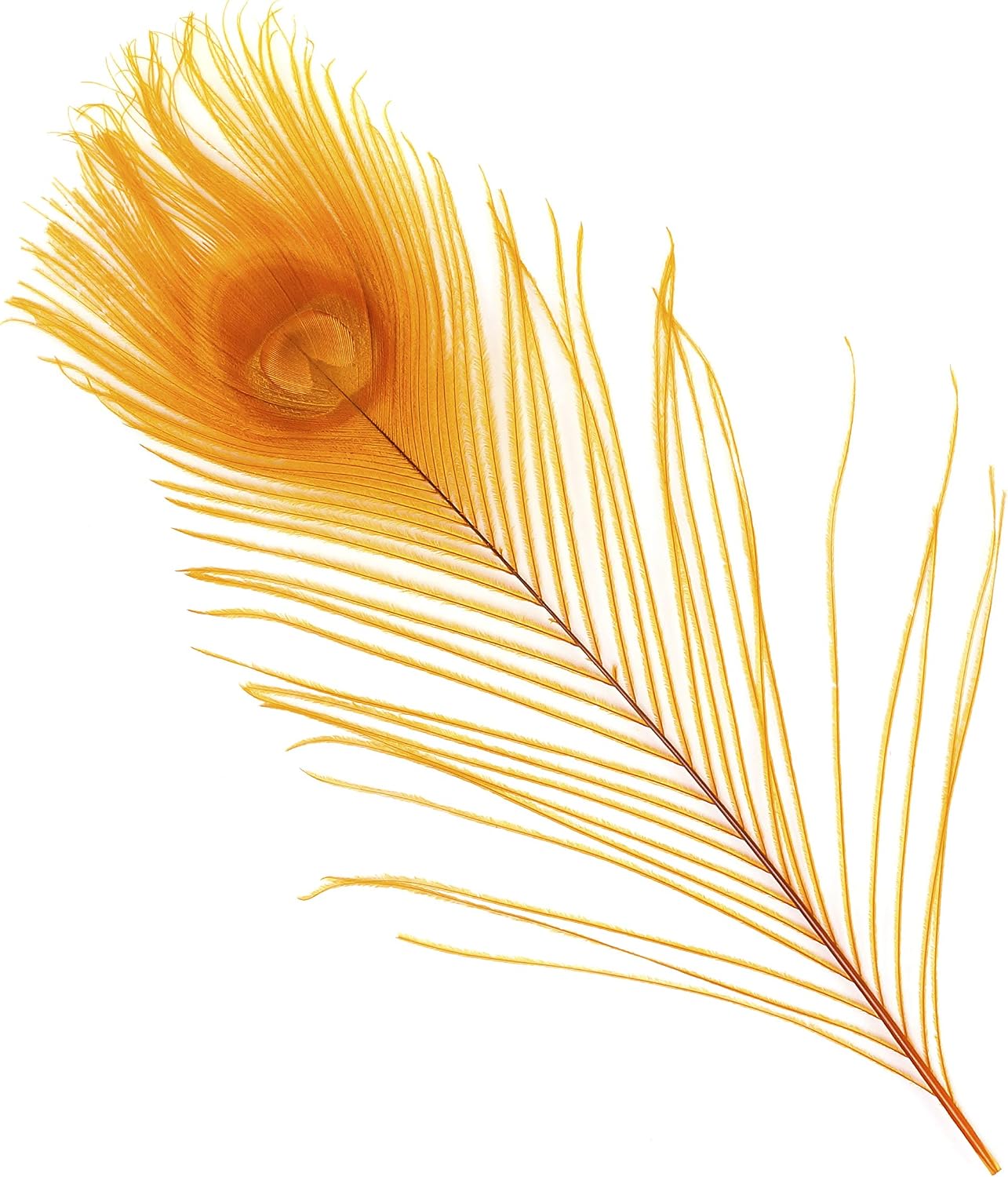 Zucker –Peacock Feathers – Feathers for Crafts