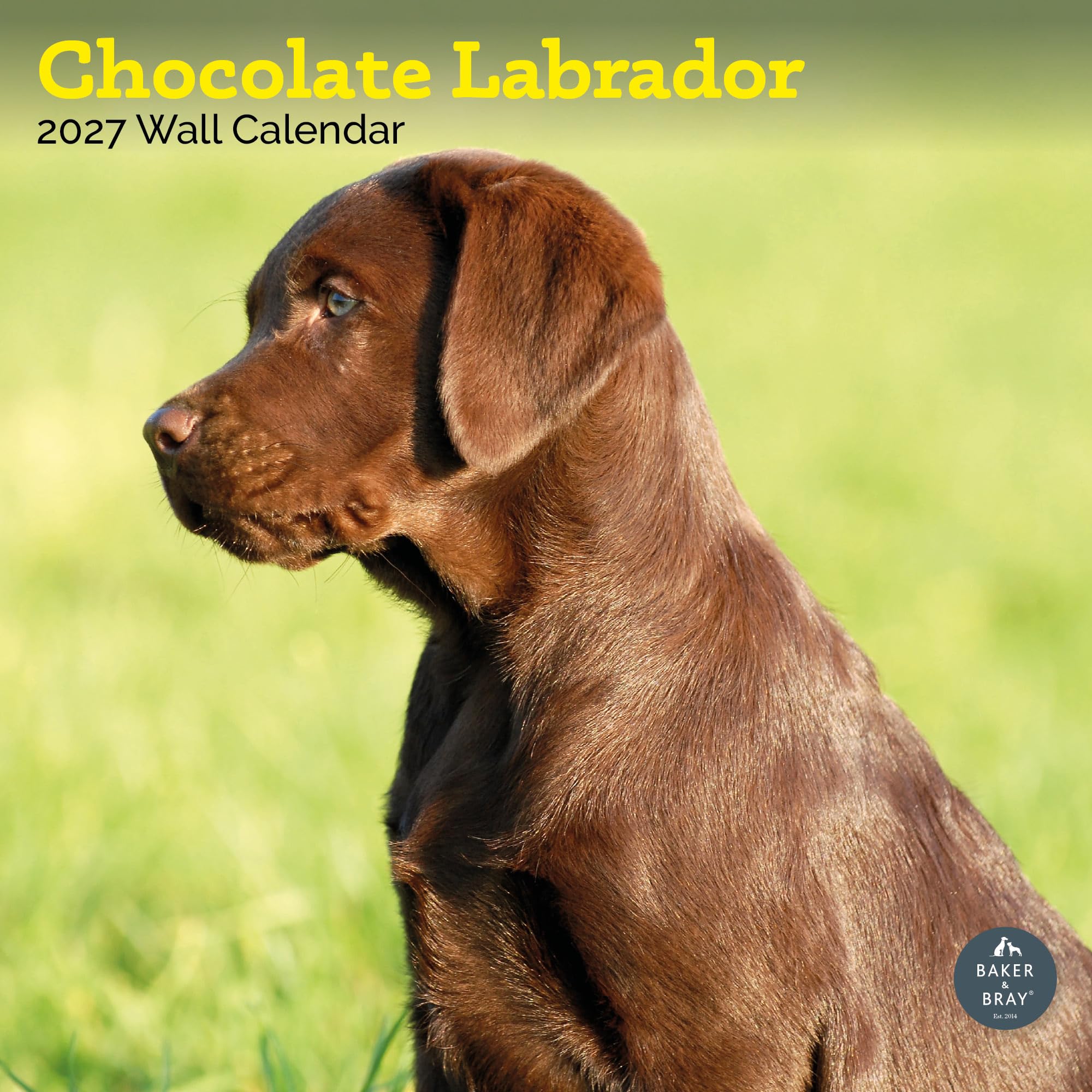 Baker and Bray Chocolate Labrador Calendar 2027, Large