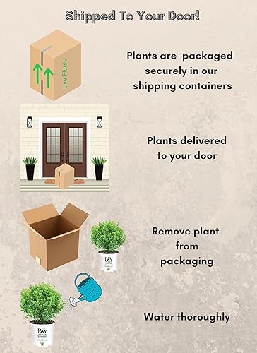 Miniatura 8 de Proven Winners Boj Sprinter de 2 galones