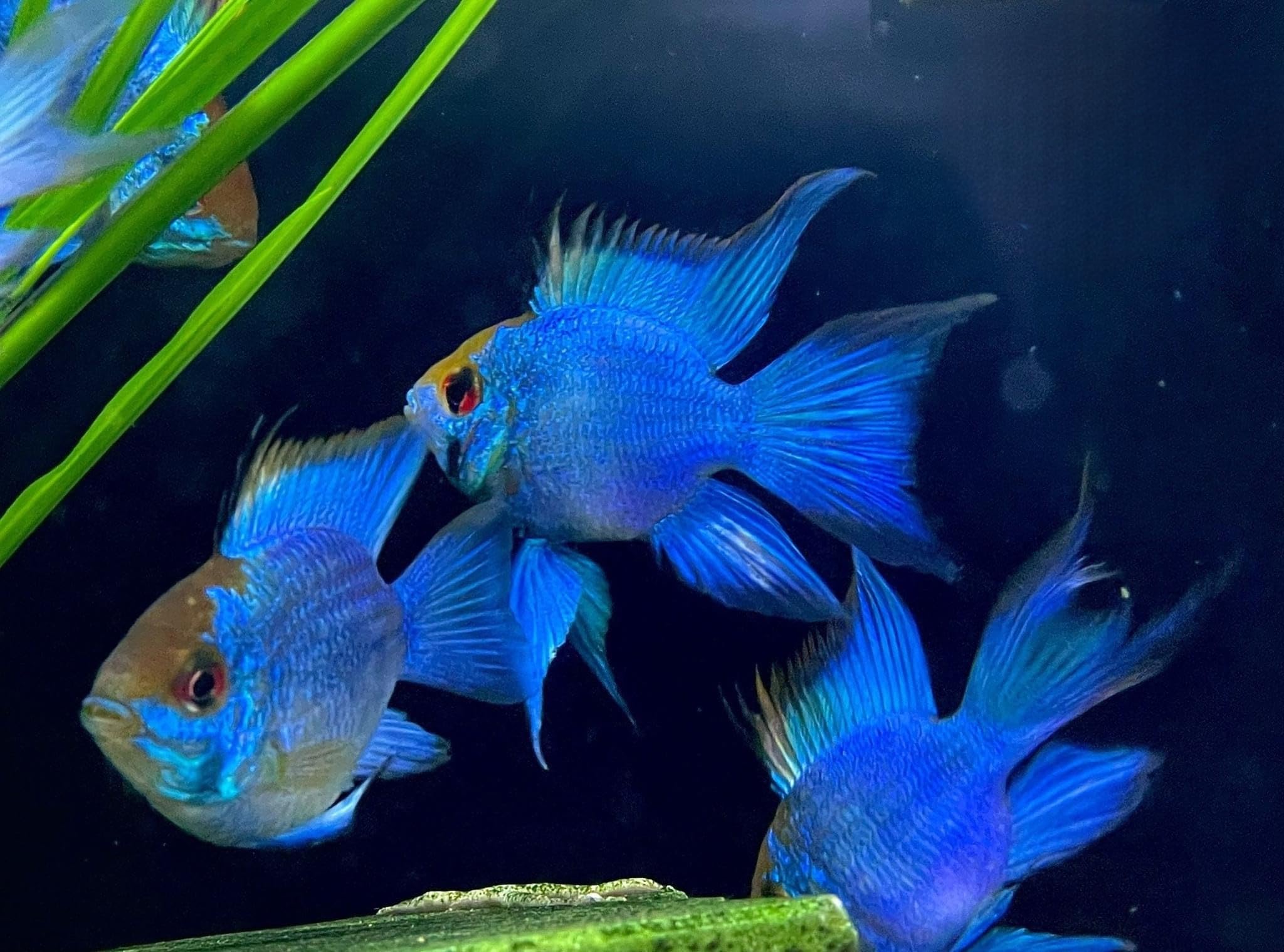 Amazon.com: D&A - Pez vivo tropical - Cichlid Ram Blue