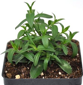 Winter Greenhouse Phlox divaricata