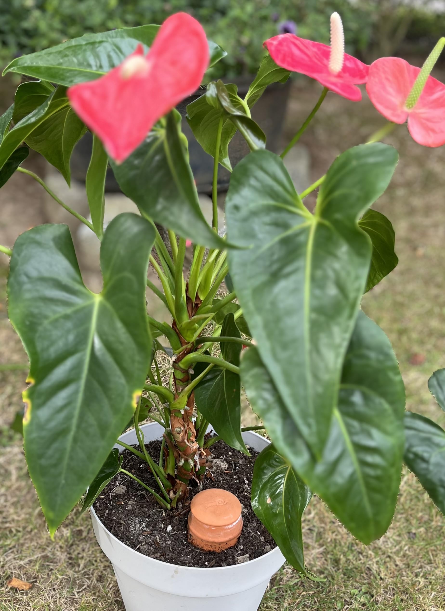 Lot de 2 Ollas 50cl - en Terre Cuite avec couvercles - Oyas x2 - Irrigation Naturelle pour Plantes d’Intérieur et d’Extérieur - Solution Durable pour Le Jardinage et l’Économie d’Eau