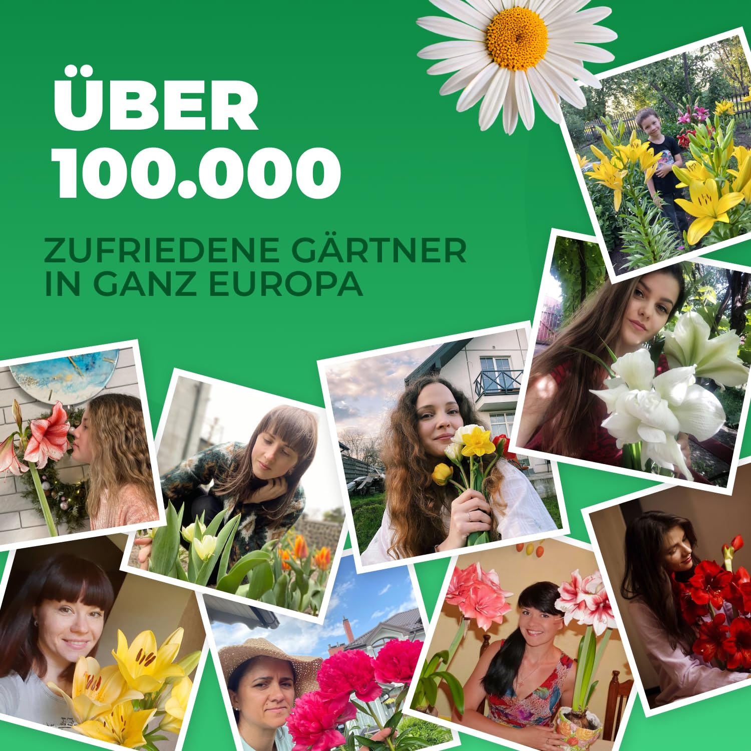 Ranunkeln & Freesien Blumenzwiebeln - 50 Stück Mehrjährig Winterhart