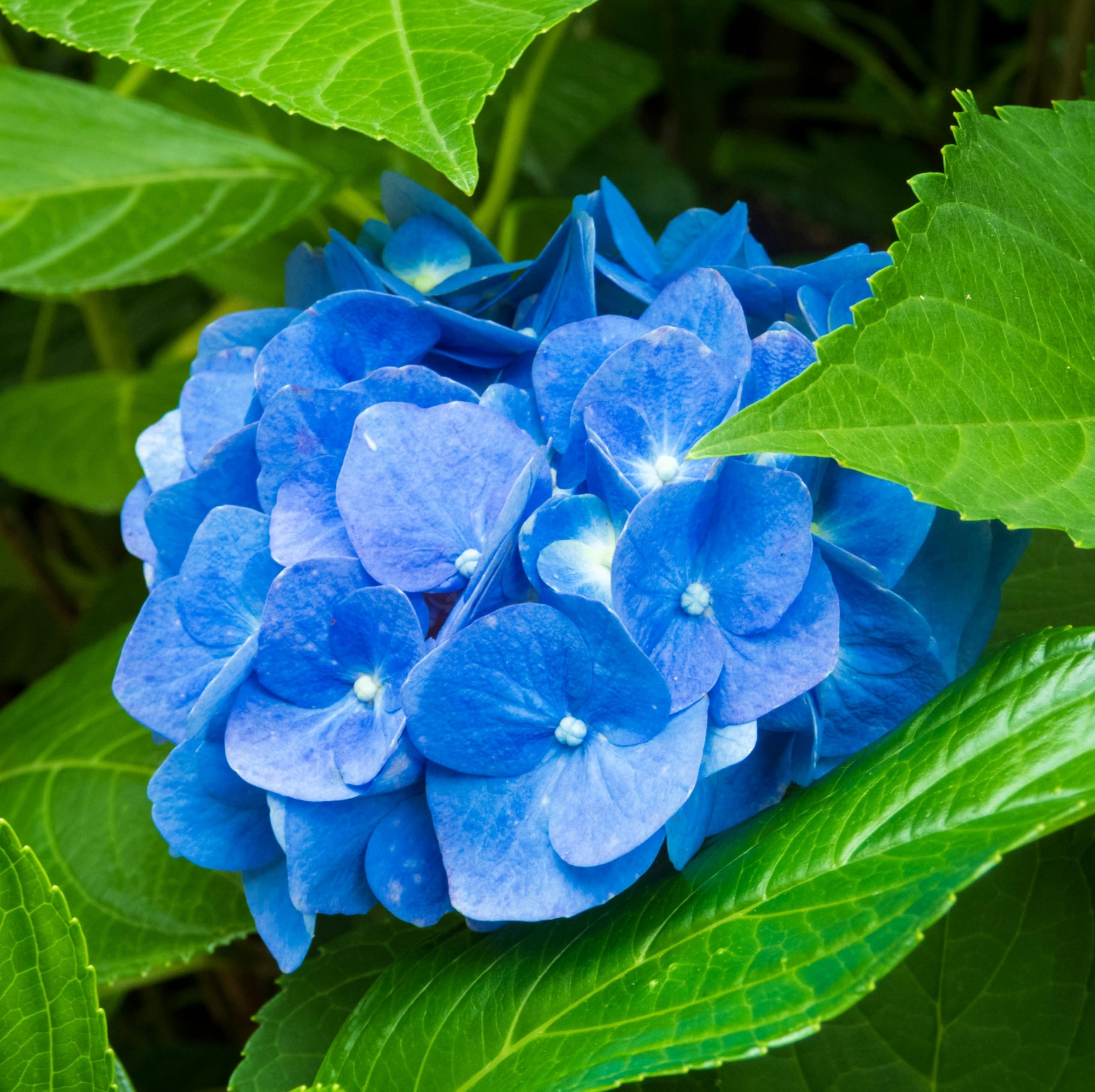 ARNAAGREEN Hydrangea Hortensia Blue Live Plant | 1 Lush Blooming