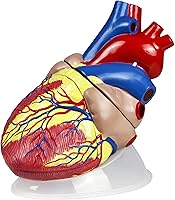 Vista 1 de Parco Scientific PB00146 Modelo de corazón jumbo - 3 piezas, tamaño natural 5X