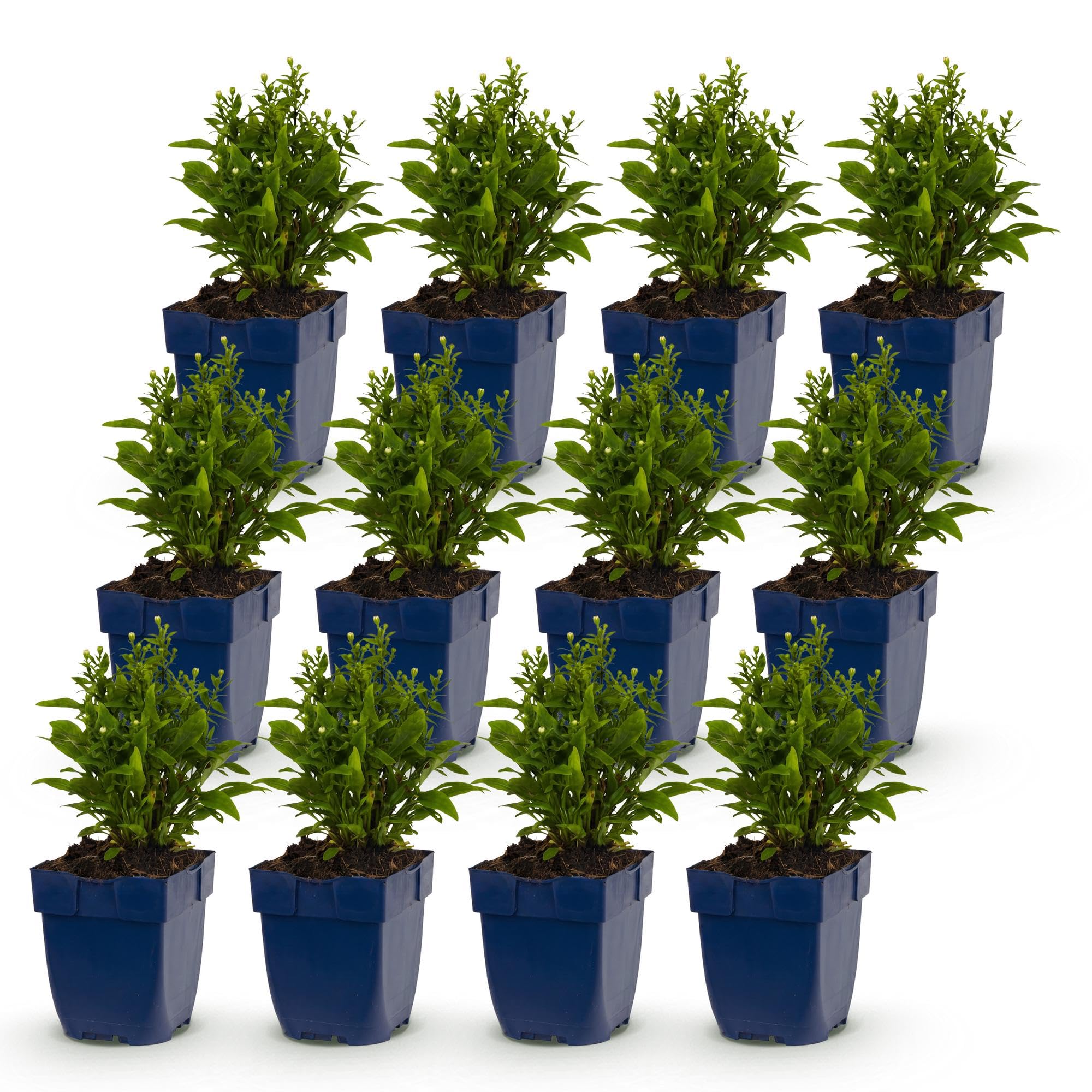 Aster Schneekissen Perenni, per Aiuole, Bianco, Set da 12, Vaso 11 cm