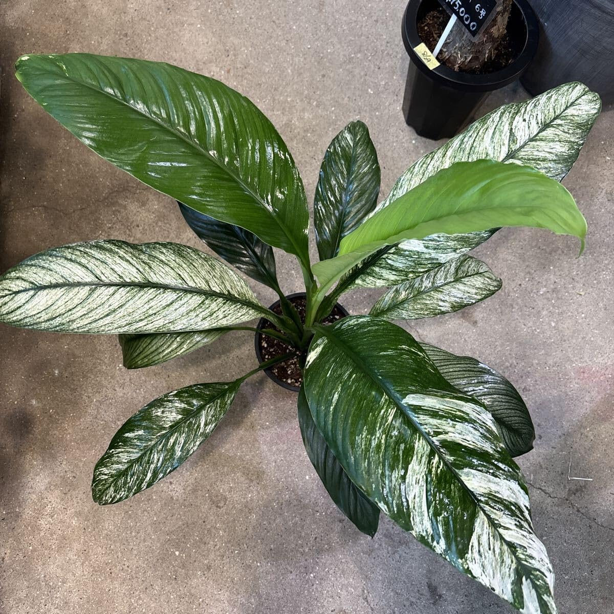 ユッカロストラータ 49苗 ② 鉢のまま ユッカロストラータ ① 50