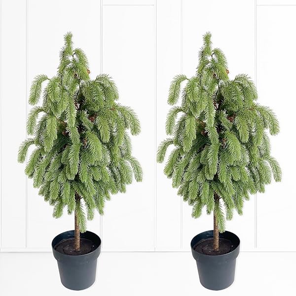 4ft Artificial Norfolk Pine Potted Tree, Real Touch Faux Christmas Greenery, 48in Black Pot, for Outdoor Front Porch, Entryway & Year-Round Home Decor, 2-Pack