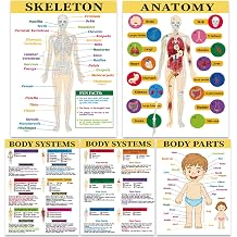 Pajean 5 Pcs Human Body Anatomy Posters 16 x 11 Skeleton Charts, White