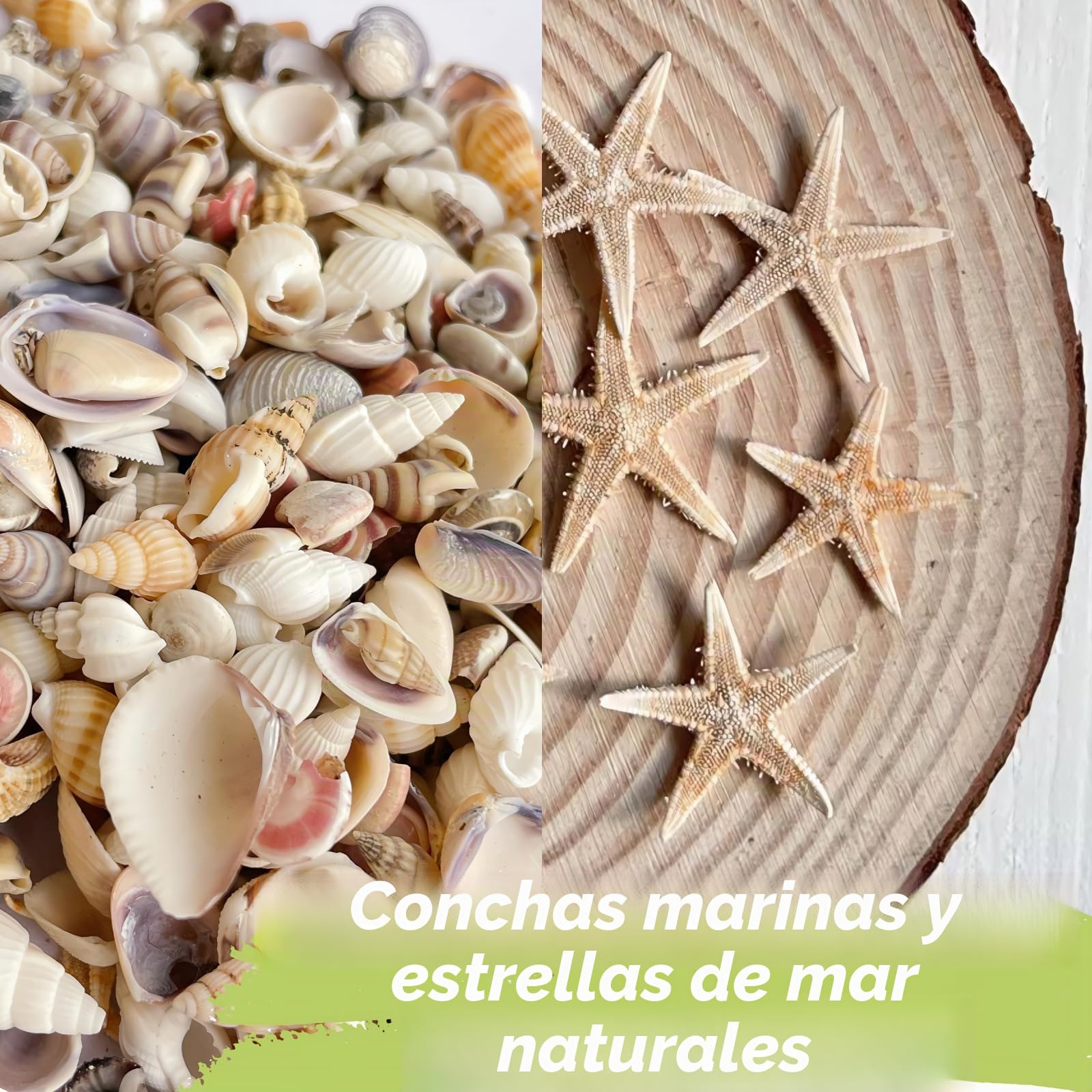 1200 PIEZAS Pequeñas Conchas Marinas y 10 Estrellas de Mar Pequeñas - Conchas Marinas Espirales Mixtas de Playa y Océano para Tanque de Peces y Relleno de Jarrón, Fiesta con Tema de Playa