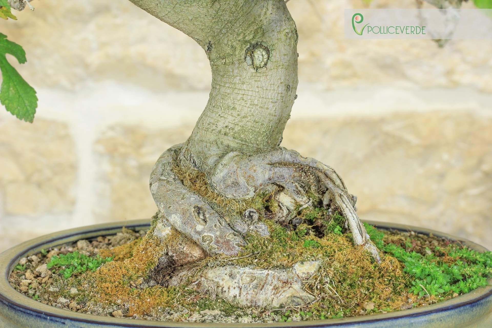 Bonsai di Gelso (62)