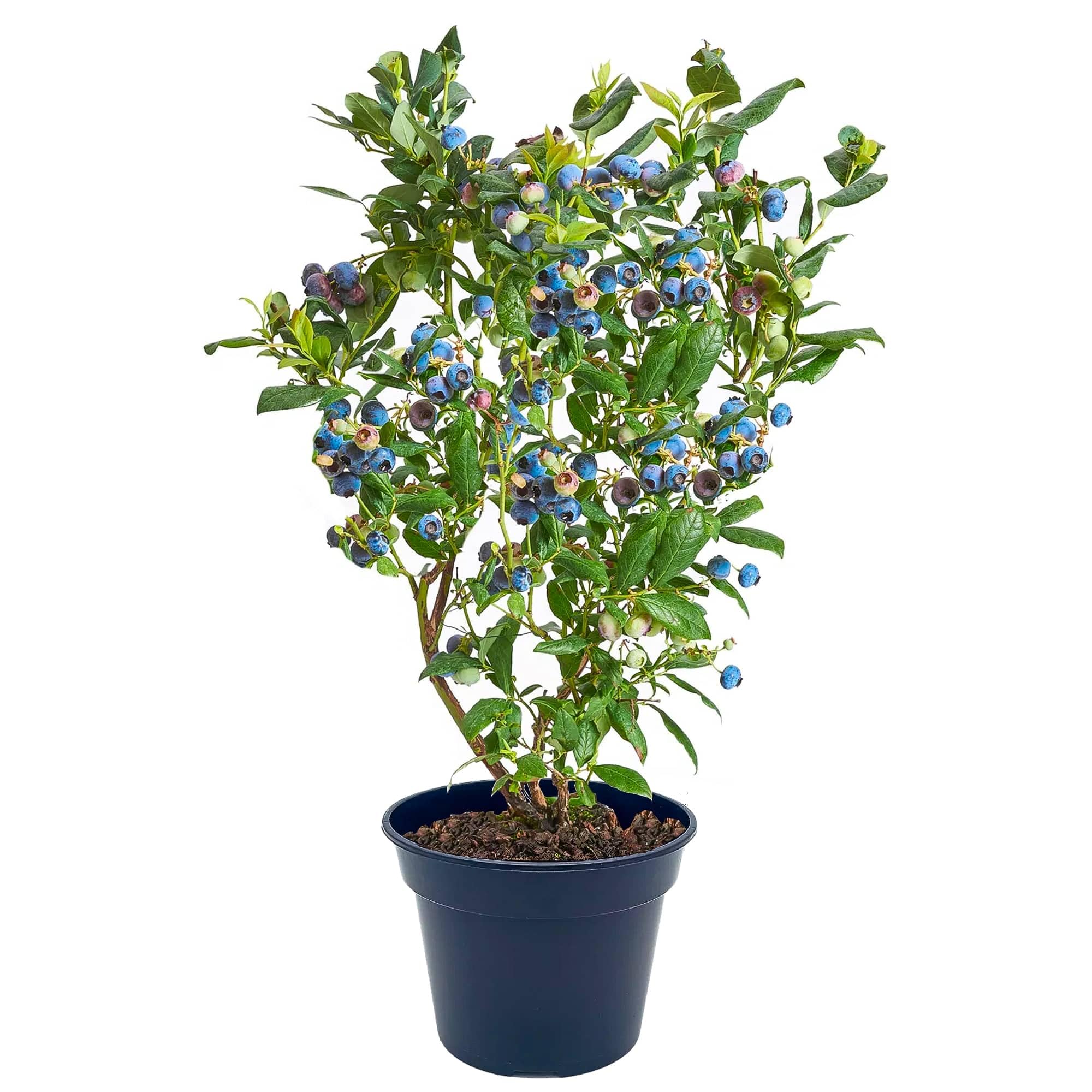 Topf-Heidelbeere Blaubeeren Pflanze Chandler 1 Pflanze, DIE GRÖSSTEN FRÜCHTE, Vaccinium corymbosum reichtragend Heidelbeere für Töpfe & Kübel, Heidelbeere für Balkon, Terrasse oder Garten, Winterhart