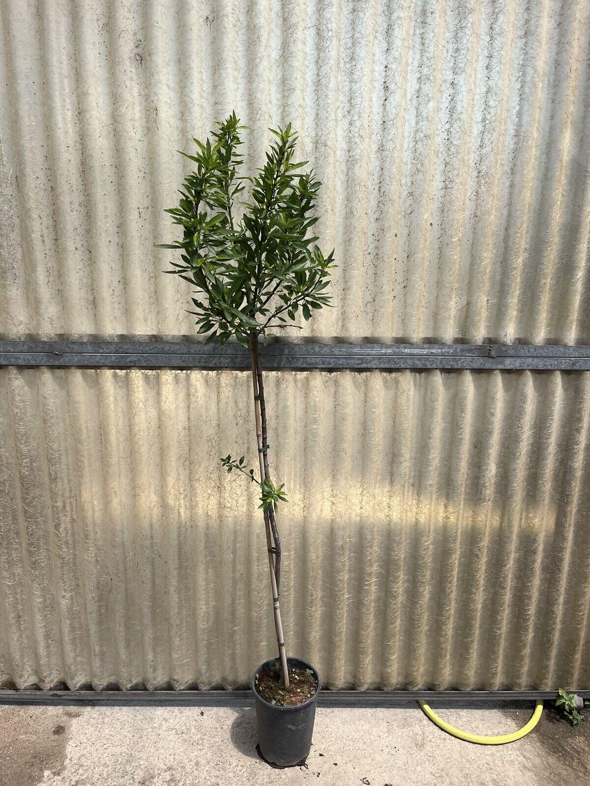 Piante di Mandorlo, 2/3 anni, innestate H150cm, in varietà (Avijor)