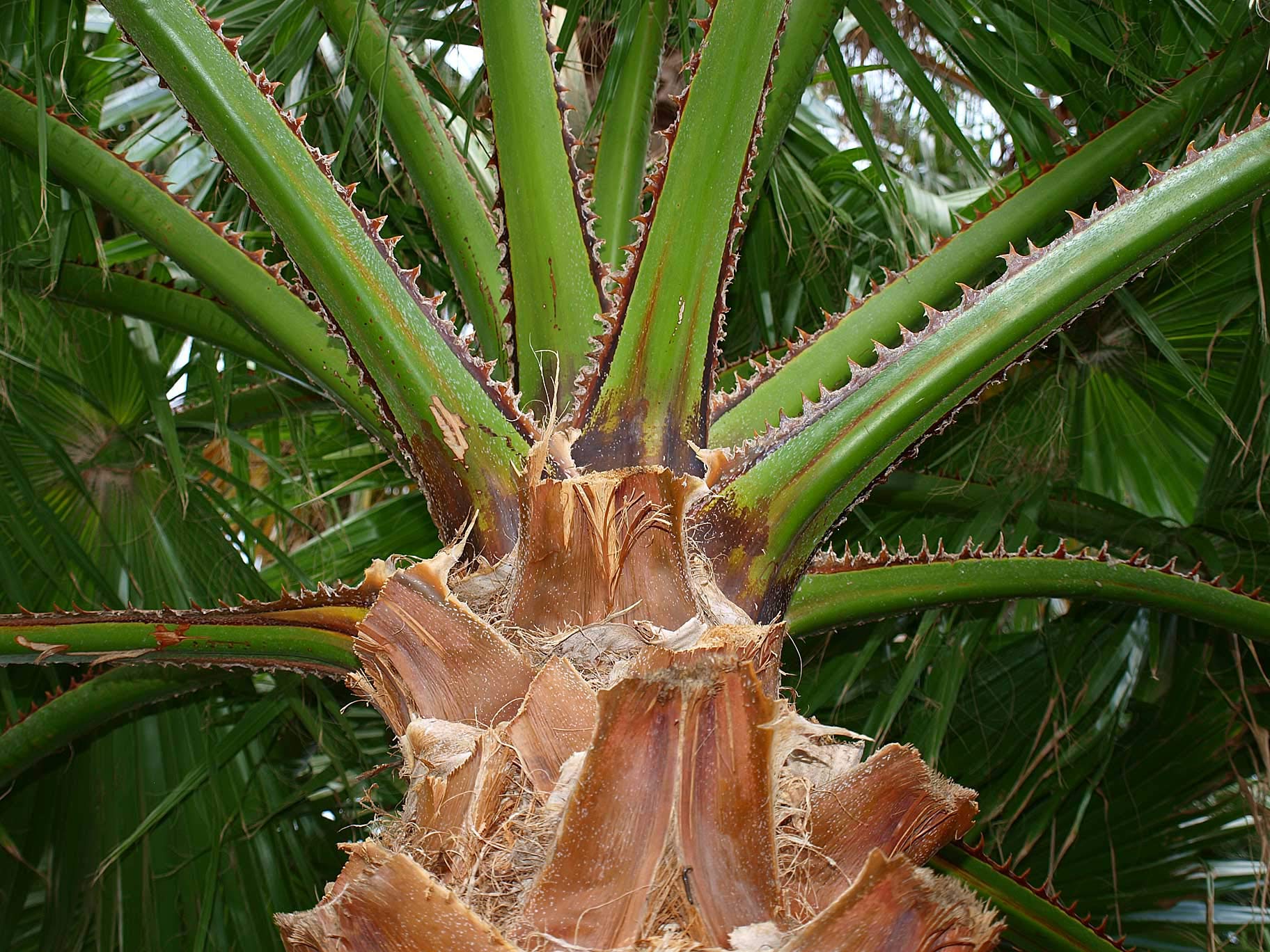 Amazon.com : 1086-Palm, Mexican Fan Tree (‎Washingtonia robusta
